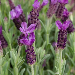 Lavender stoechas 'Anouk' - French Lavender