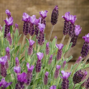Lavender stoechas ‘Anouk’ (Pot Size 19cm) French Lavender - image 3