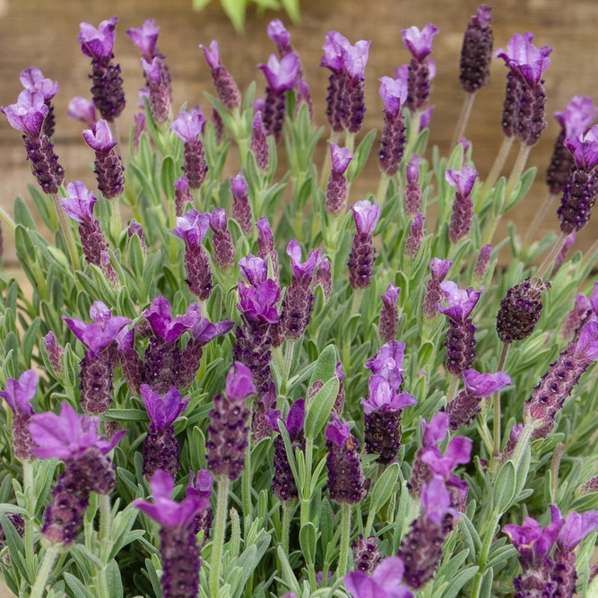Lavender stoechas (Pot Size 3L) French Lavender - image 1