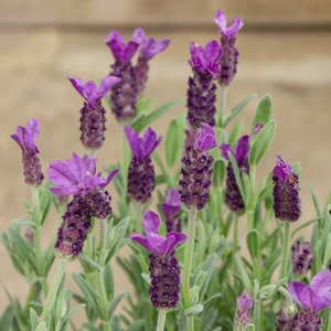 Lavender stoechas (Pot Size 3L) French Lavender - image 3