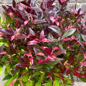 Leucothoe scarletta 'Zeblid' (Pot Size 5L) - image 1