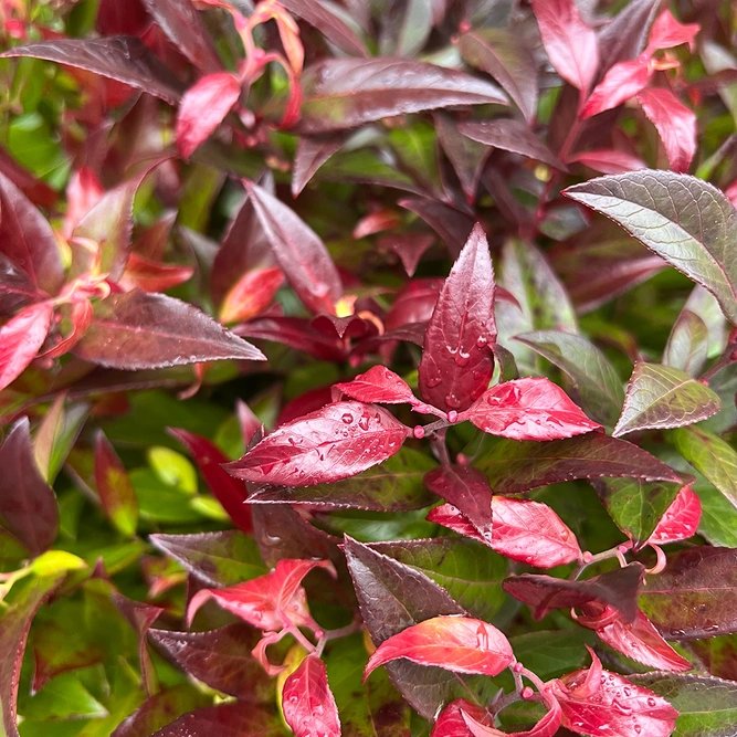 Leucothoe scarletta 'Zeblid' (Pot Size 5L) - image 2