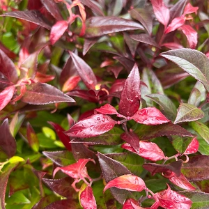 Leucothoe scarletta 'Zeblid' (Pot Size 5L) - image 2