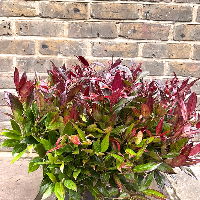 Leucothoe scarletta 'Zeblid' (Pot Size 5L) - image 3
