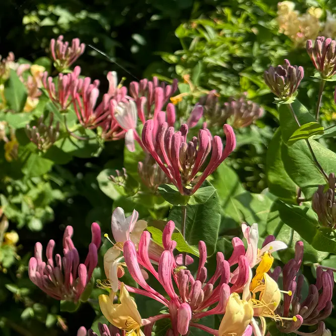 Lonicera henryi 'Copper Beauty' (Pot Size 3L) Copper Beauty Honeysuckle - image 1
