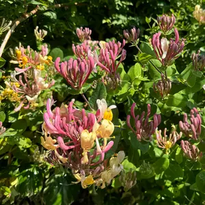 Lonicera henryi 'Copper Beauty' (Pot Size 3L) Copper Beauty Honeysuckle - image 2