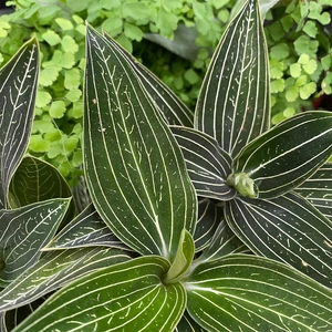 Ludisia discolor 'Alba'  (Pot Size12cm) Jewel orchid