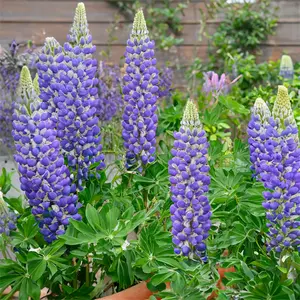 Lupin 'King Canute' (Pot Size 2L) King Canute Lupin - image 1
