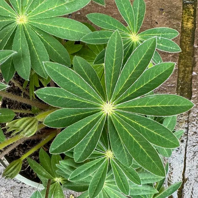 Lupin 'King Canute' (Pot Size 2L) King Canute Lupin - image 2