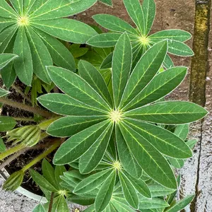 Lupin 'King Canute' (Pot Size 2L) King Canute Lupin - image 2