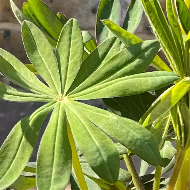 Lupin Manhattan Lights (Pot Size 2L) -Perennial - image 2