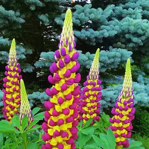 Lupin Manhattan Lights (Pot Size 2L) -Perennial - image 1