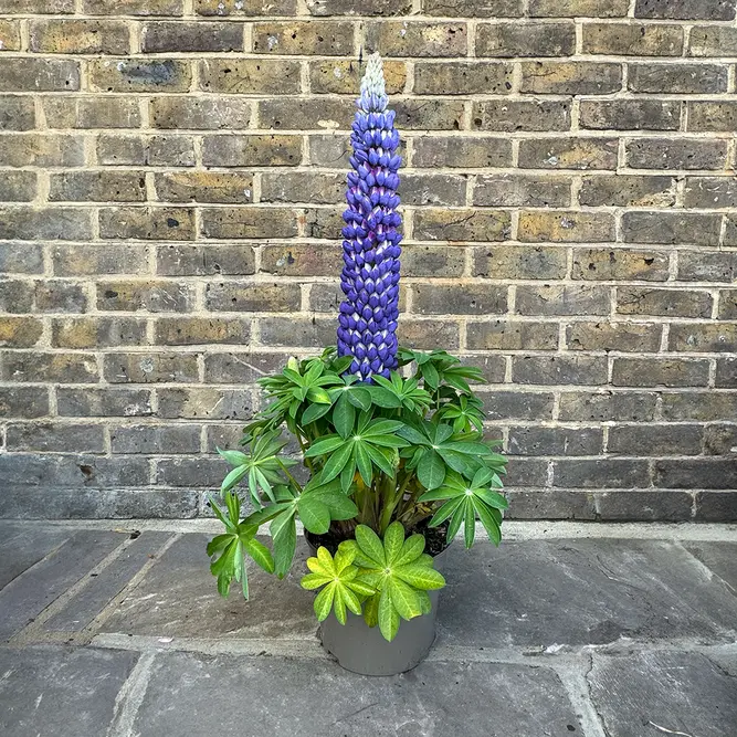 Lupin 'Persian Slipper' (Pot Size 5ltr) Perennial - image 1