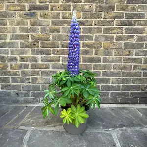 Lupin 'Persian Slipper' (Pot Size 5ltr) Perennial - image 1