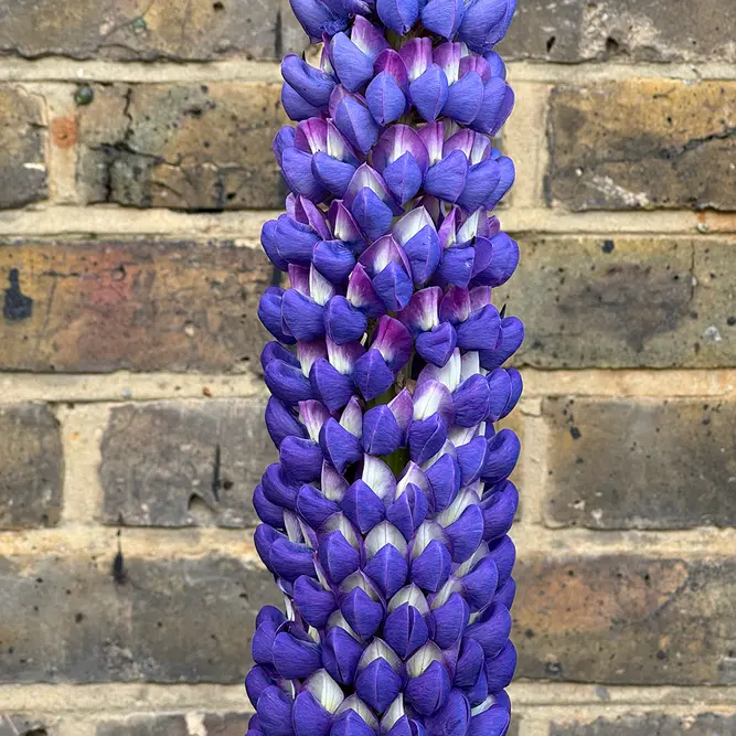 Lupin 'Persian Slipper' (Pot Size 5ltr) Perennial - image 2