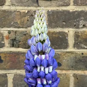 Lupin 'Persian Slipper' (Pot Size 5ltr) Perennial - image 3