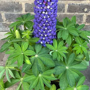 Lupin 'Persian Slipper' (Pot Size 5ltr) Perennial - image 4