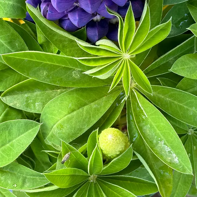 Lupin 'Persian Slipper' (Pot Size 5ltr) Perennial - image 5