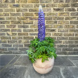 Lupin 'Persian Slipper' (Pot Size 5ltr) Perennial - image 6