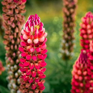 Lupin 'Red Rum' (Pot Size 1.5L) Perennial - image 1
