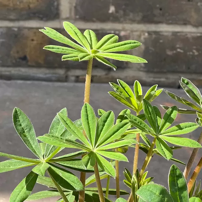 Lupin 'Red Rum' (Pot Size 1.5L) Perennial - image 2