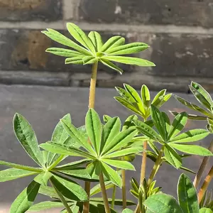Lupin 'Red Rum' (Pot Size 1.5L) Perennial - image 2