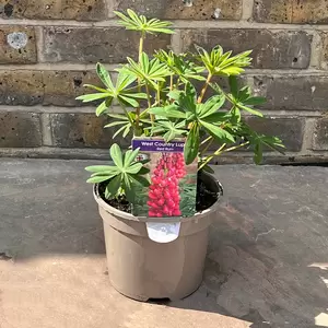 Lupin 'Red Rum' (Pot Size 1.5L) Perennial - image 3