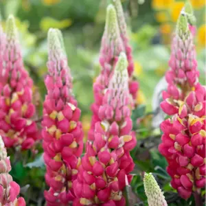 Lupin 'Taquila Flame' (Pot Size 2L) Perennial