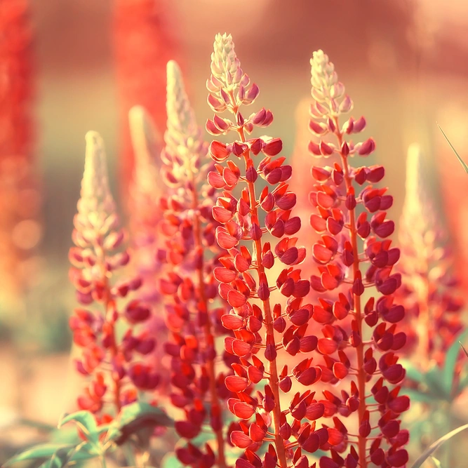 Lupin 'Terracotta' (Pot Size 2L) Perennial - image 1
