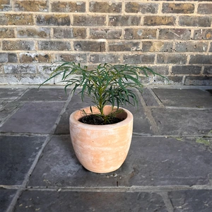 Mahonia eurybracteata subsp. ganpinensis 'Soft Caress' (13cm) Oregon Grape - image 2