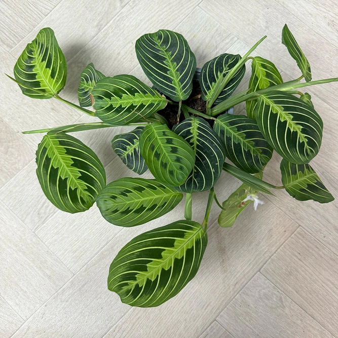 Maranta Leuconeura var. erythroneura 'Lemon Lime' (Pot Size 12cm) Prayer Plant - image 1