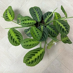 Maranta Leuconeura var. erythroneura 'Lemon Lime' (Pot Size 12cm) Prayer Plant