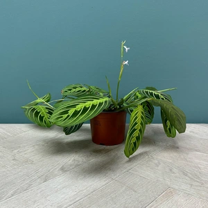 Maranta Leuconeura var. erythroneura 'Lemon Lime' (Pot Size 12cm) Prayer Plant - image 2