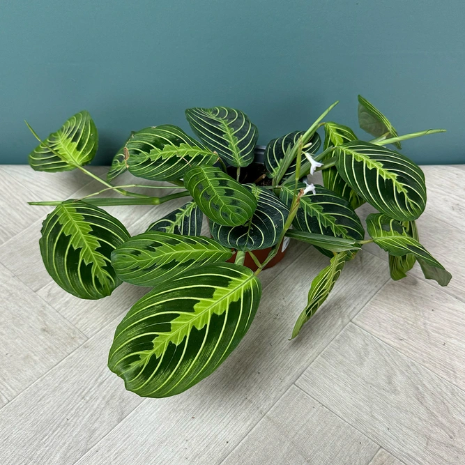 Maranta Leuconeura var. erythroneura 'Lemon Lime' (Pot Size 12cm) Prayer Plant - image 3