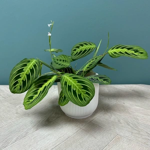 Maranta Leuconeura var. erythroneura 'Lemon Lime' (Pot Size 12cm) Prayer Plant - image 4