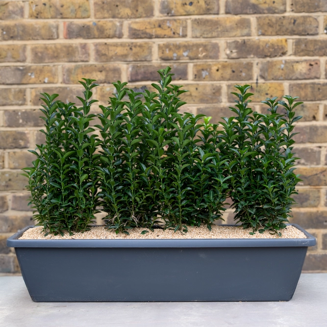 Mayfair Evergreen Screen Window Box (70cm) - image 2