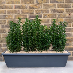 Mayfair Evergreen Screen Window Box (70cm) - image 2