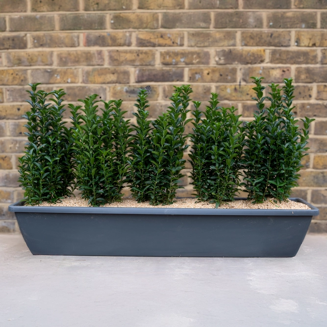 Mayfair Evergreen Screen Window Box (90cm) - image 2