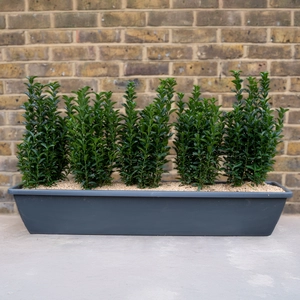 Mayfair Evergreen Screen Window Box (90cm) - image 2