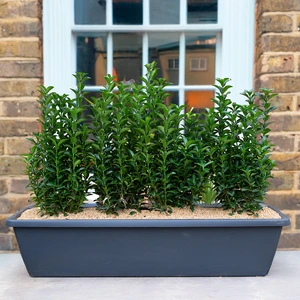 Mayfair Evergreen Screen Window Box (50cm)
