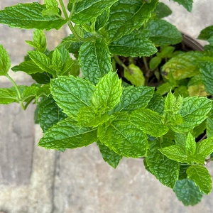 Mentha spicata ‘Moroccan’ (Pot Size 1L) Moroccan Mint