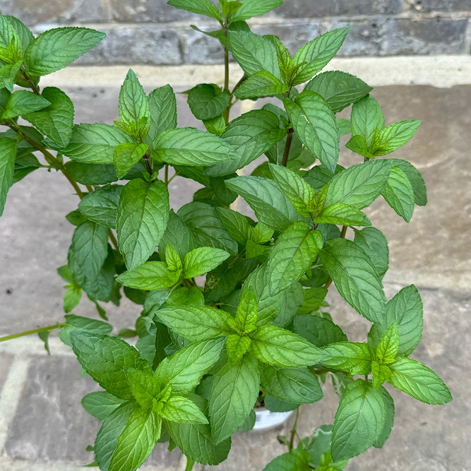 Mentha x piperita f.citrata 'Chocolate' (Pot Size 1L) - image 1