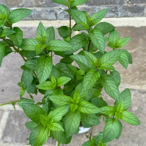 Mentha x piperita f.citrata 'Chocolate' (Pot Size 1L)