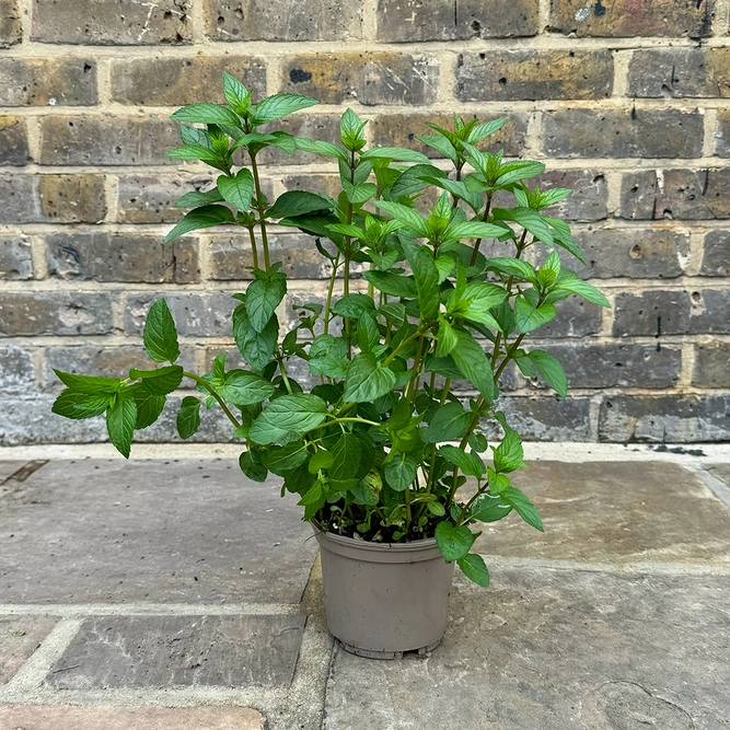 Mentha x piperita f.citrata 'Chocolate' (Pot Size 1L) - image 2