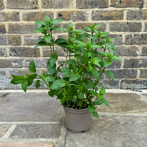 Mentha x piperita f.citrata 'Chocolate' (Pot Size 1L) - image 2