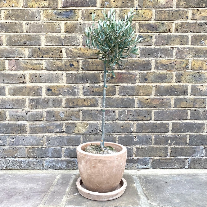 Mini Standard Olive (Head Diameter 28cm) ) - image 2