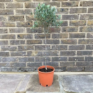 Mini Standard Olive (Head Diameter 28cm) ) - image 1