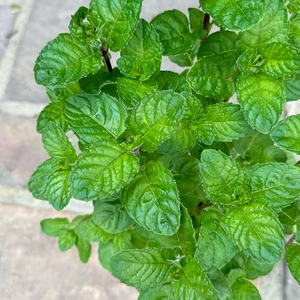 Mint 'Berries & Cream' (Pot Size 1L) - image 1