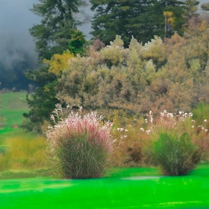 Miscanthus sinensis 'Morning Light' (2L) Chinese Silver Grass