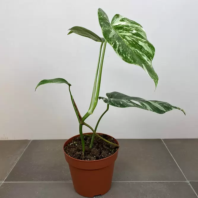 Monstera deliciosa 'Albo Variegata' (Pot Size 17cm) Variegated swiss cheese plant - image 2
